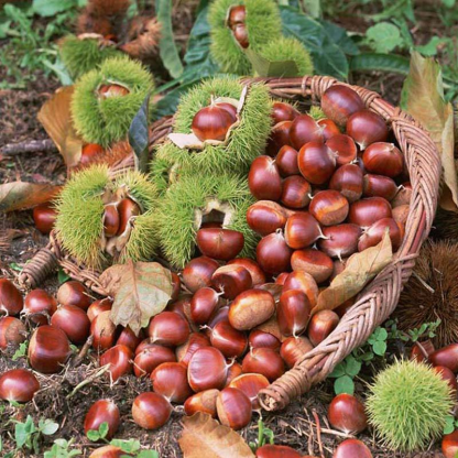 Sweet Chestnut Wholesale Price