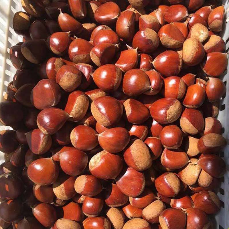 Sweet Chestnut Wholesale Price