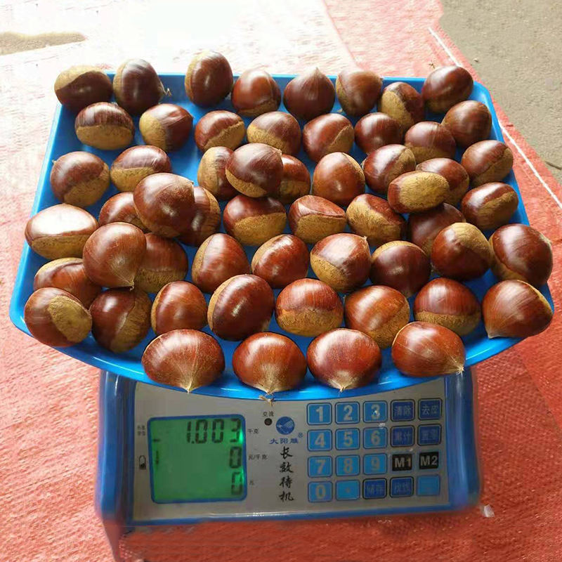 New Crop Chestnut Organic Fresh Chestnut Chinese Chestnut for Sale