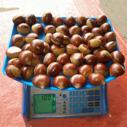 New Crop Chestnut Organic Fresh Chestnut Chinese Chestnut for Sale