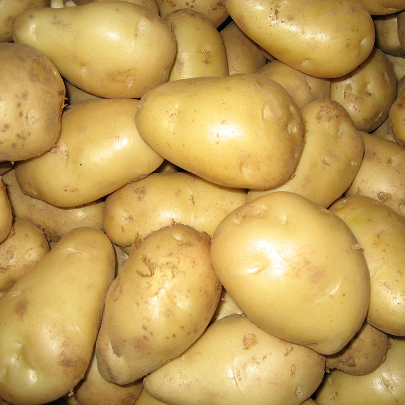 New Harvest Fresh Potato