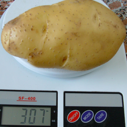 New Harvest Fresh Potato