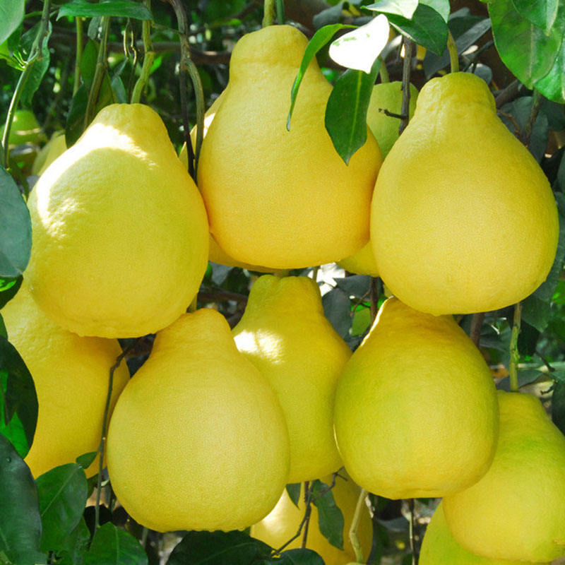 Chinese Fresh Honey Pomelo