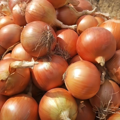 China Exporters Wholesale Price Yellow Onion Agriculture Supplier Fresh Red Onion for Sale