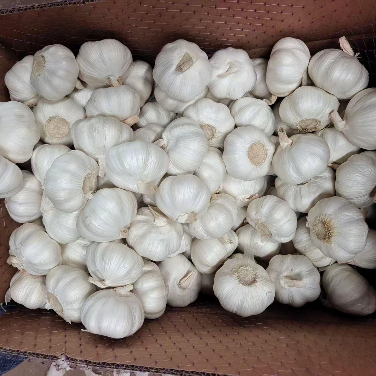 Pure White Fresh Garlic 5.5cm Alho Garlic in 10kg Cartons 