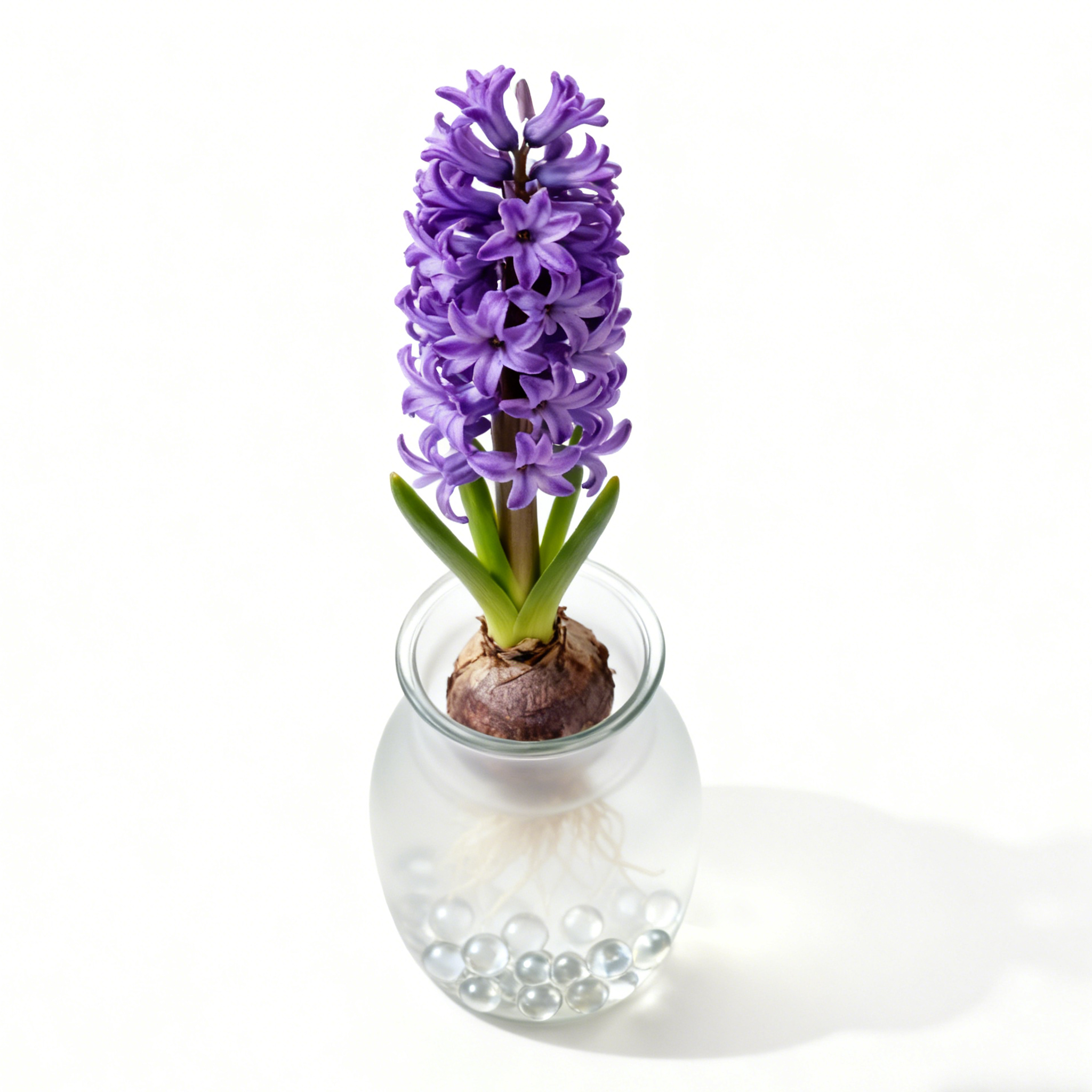 室內風信子植物盆栽