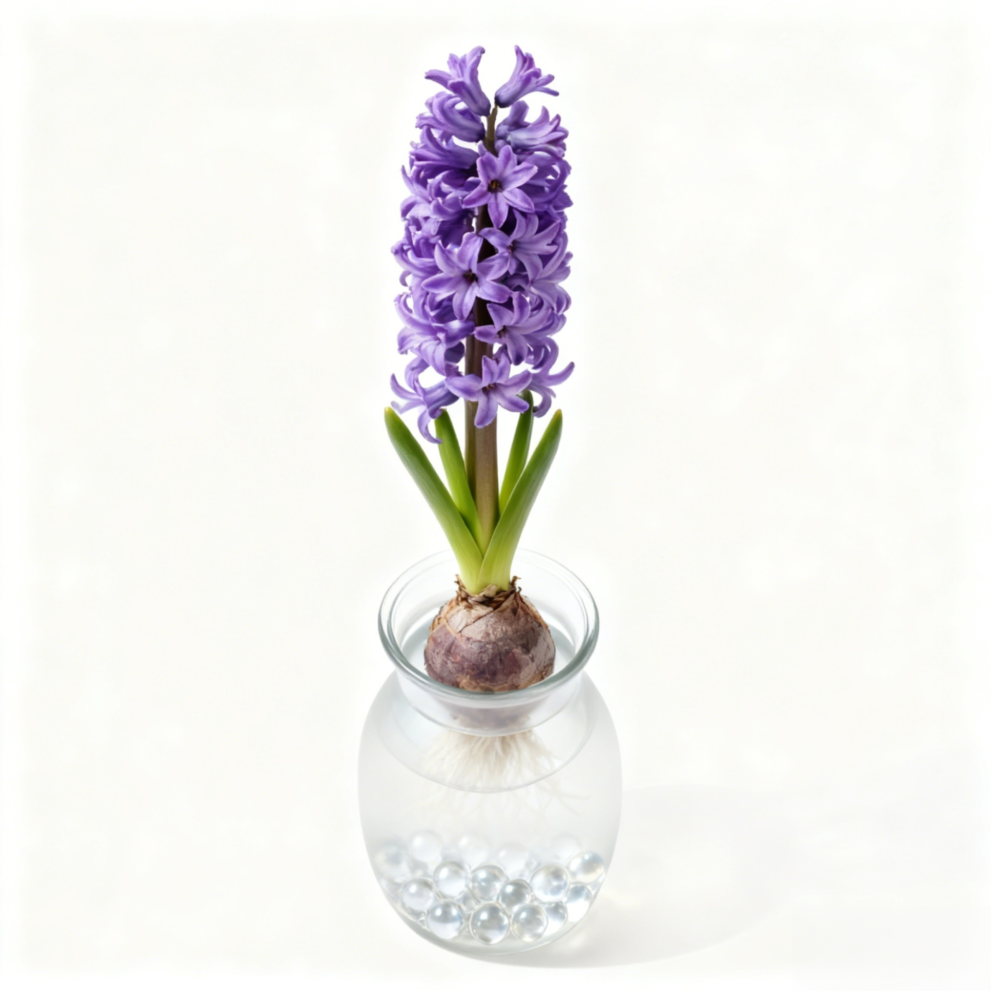 室內風信子植物盆栽