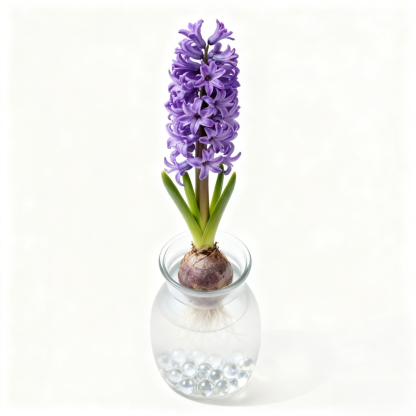 室內風信子植物盆栽