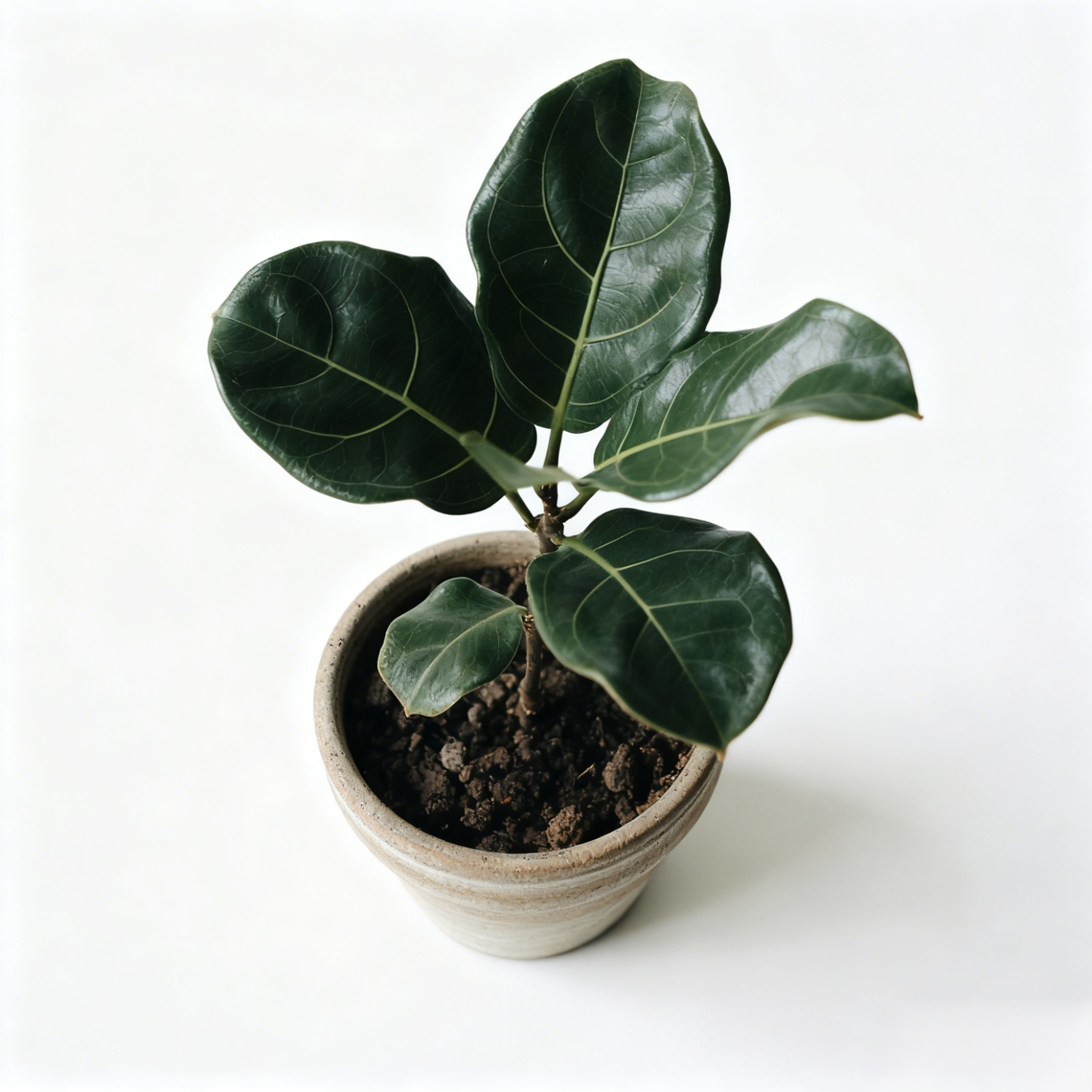 琴葉榕室內盆栽擺放在客廳展示美觀