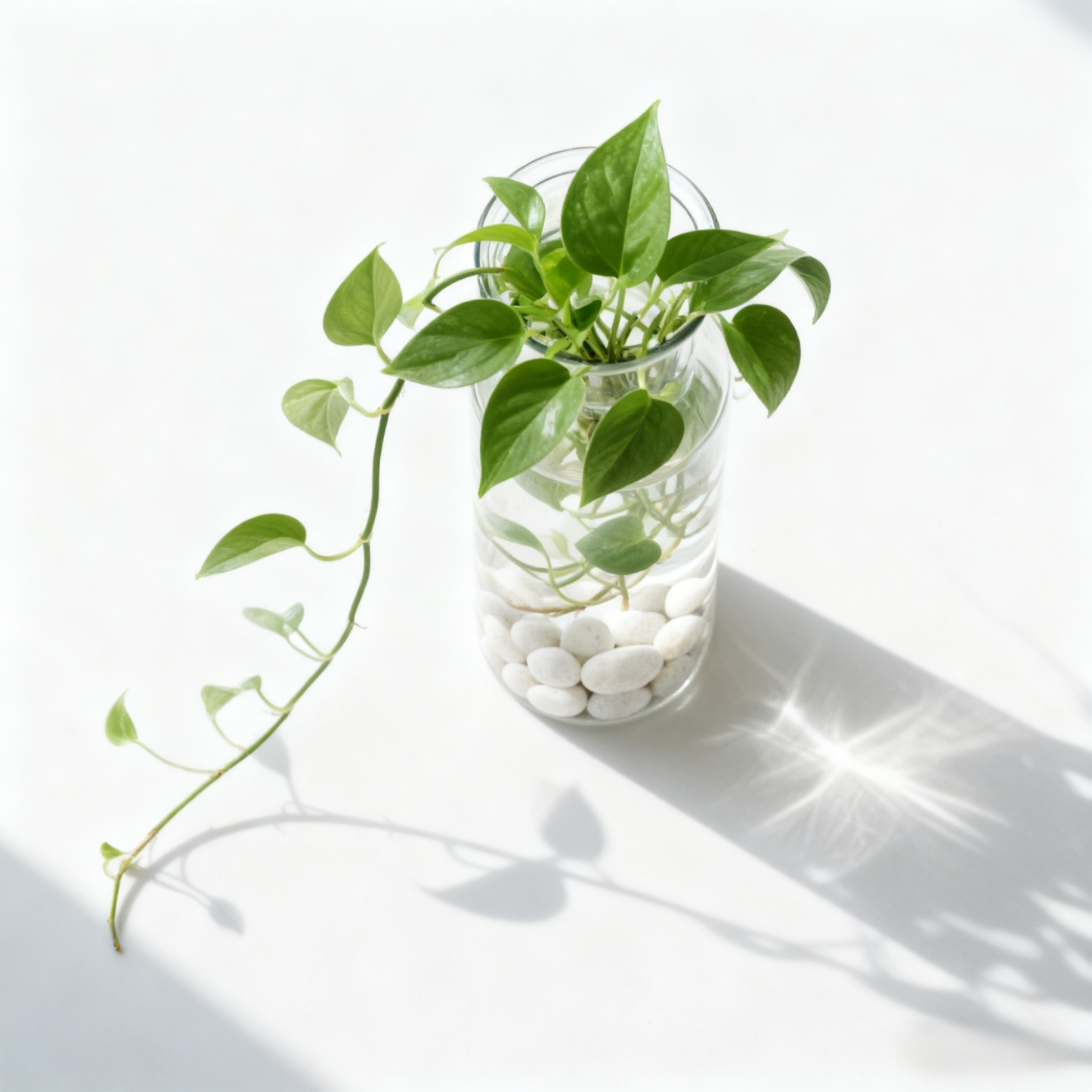 水培玻璃植物盆栽