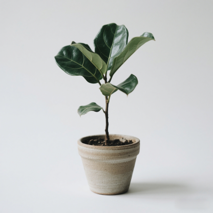 琴葉榕室內盆栽