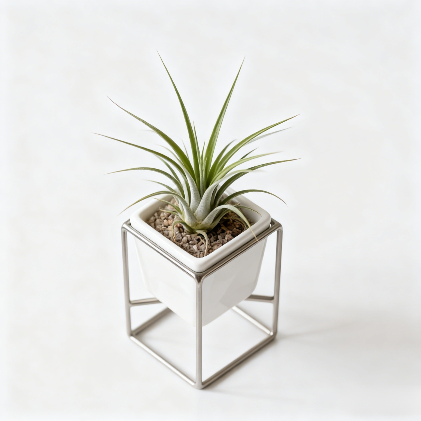 空氣草植物盆栽