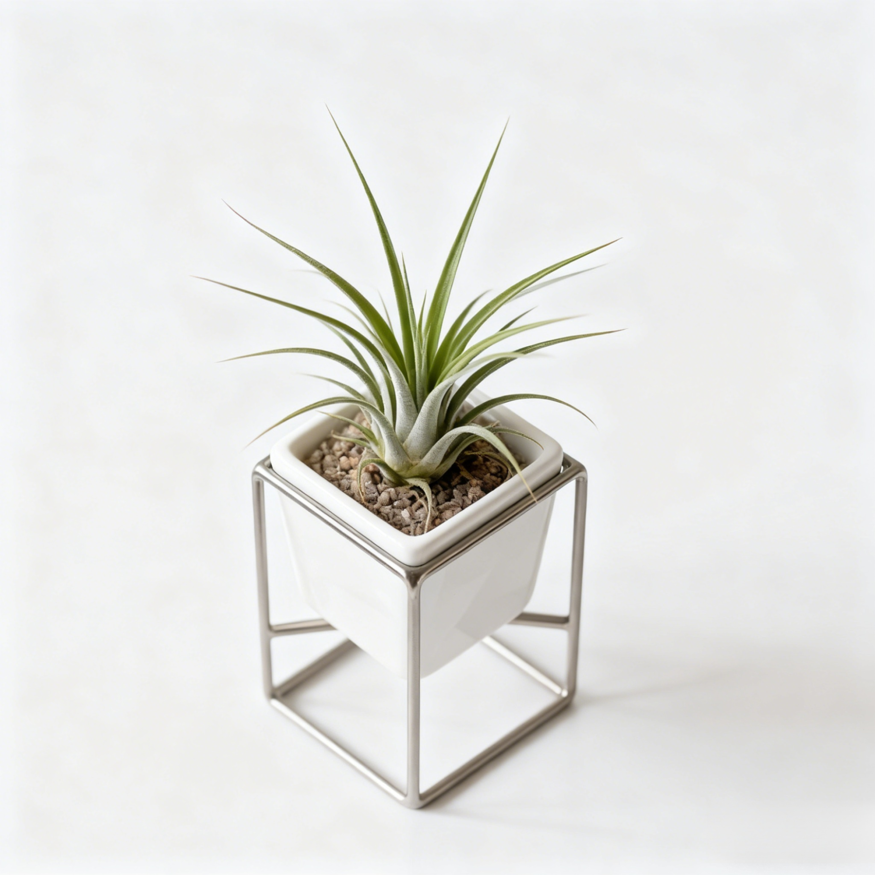 空氣草植物盆栽