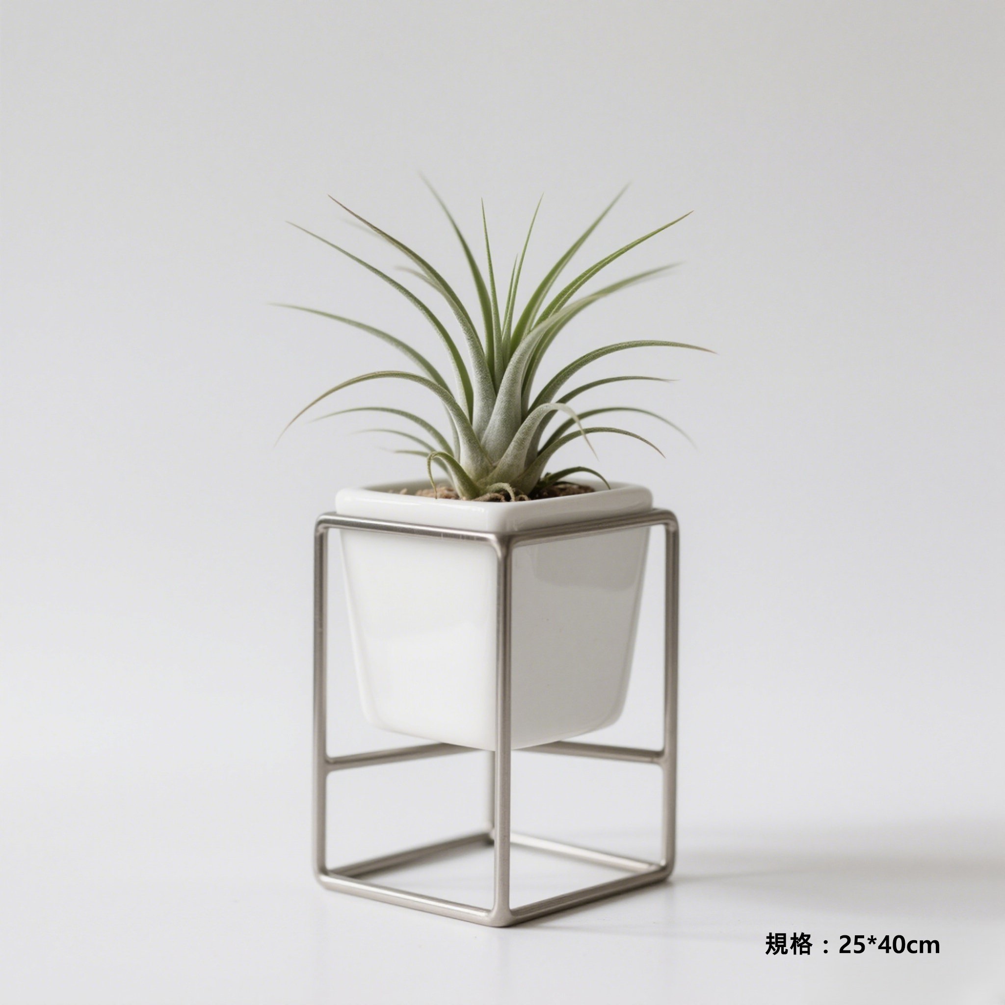 多款空氣草植物盆栽組合陳列效果