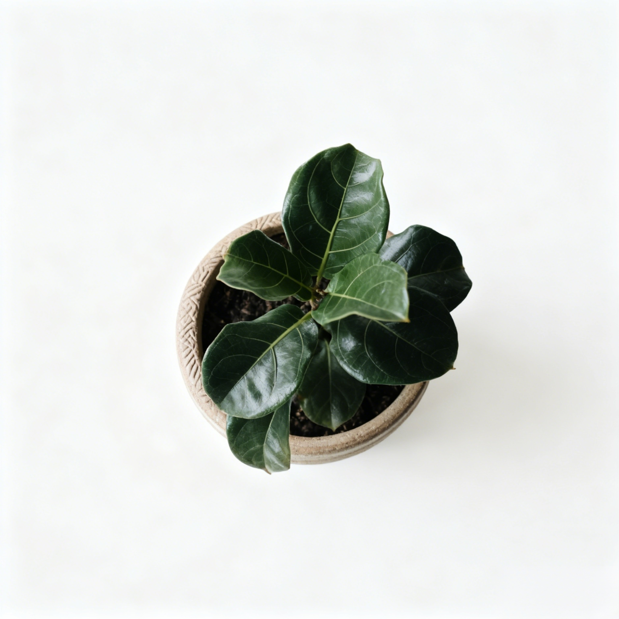 琴葉榕室內盆栽