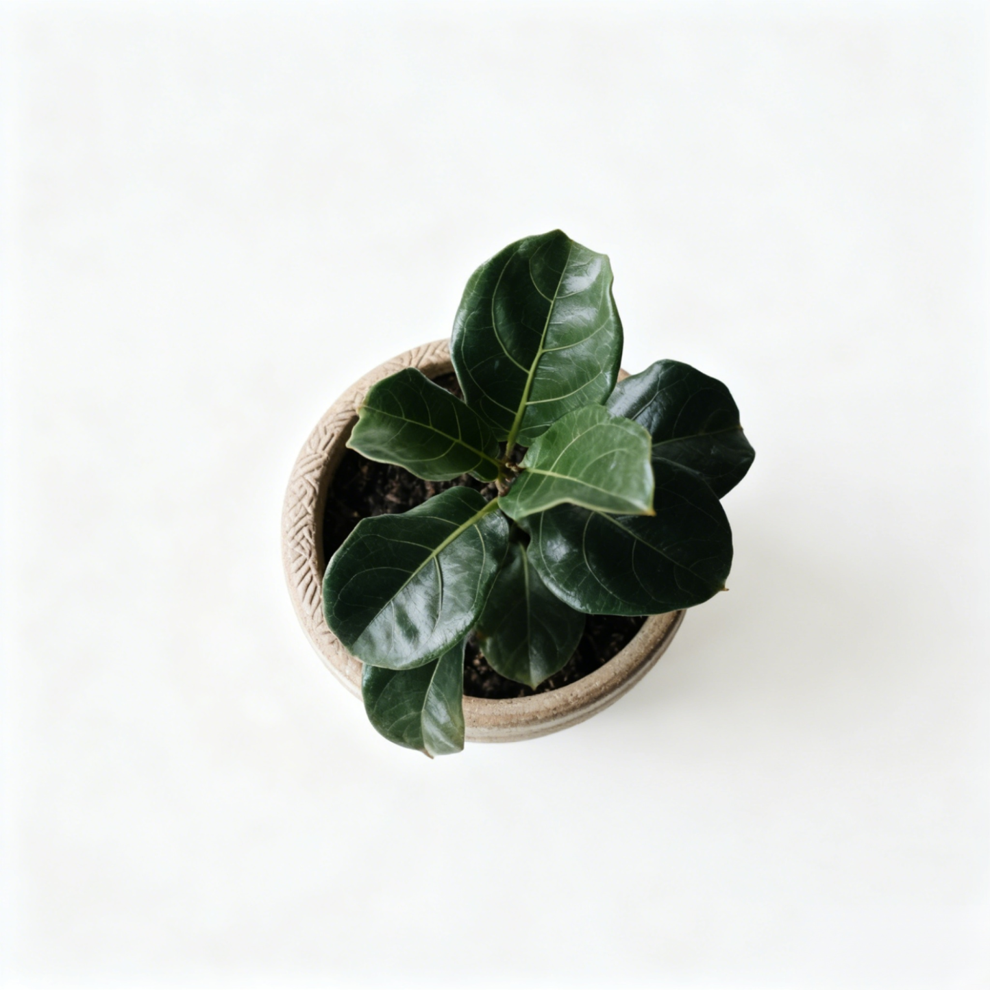 琴葉榕室內盆栽