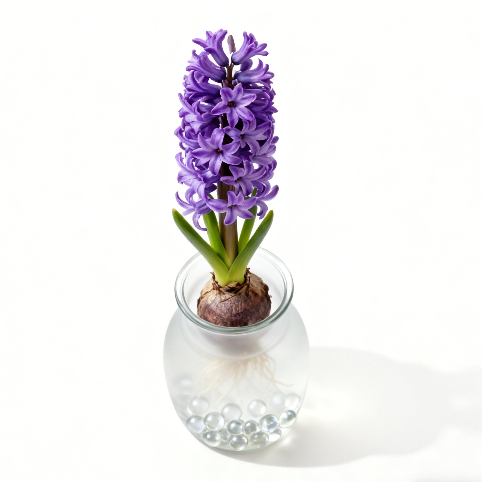 室內風信子植物盆栽色彩繽紛擺設