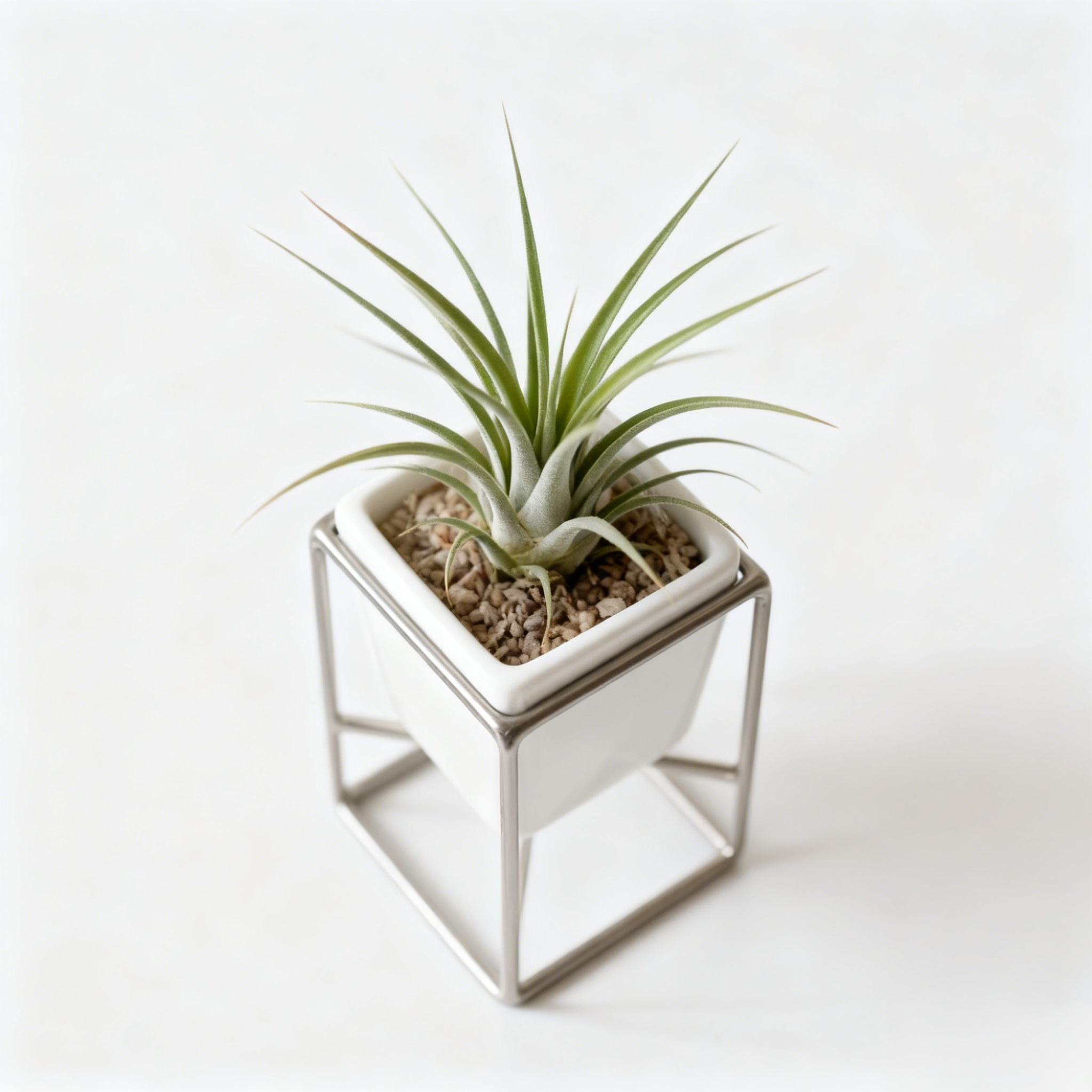 空氣草植物盆栽近拍展示清新質感