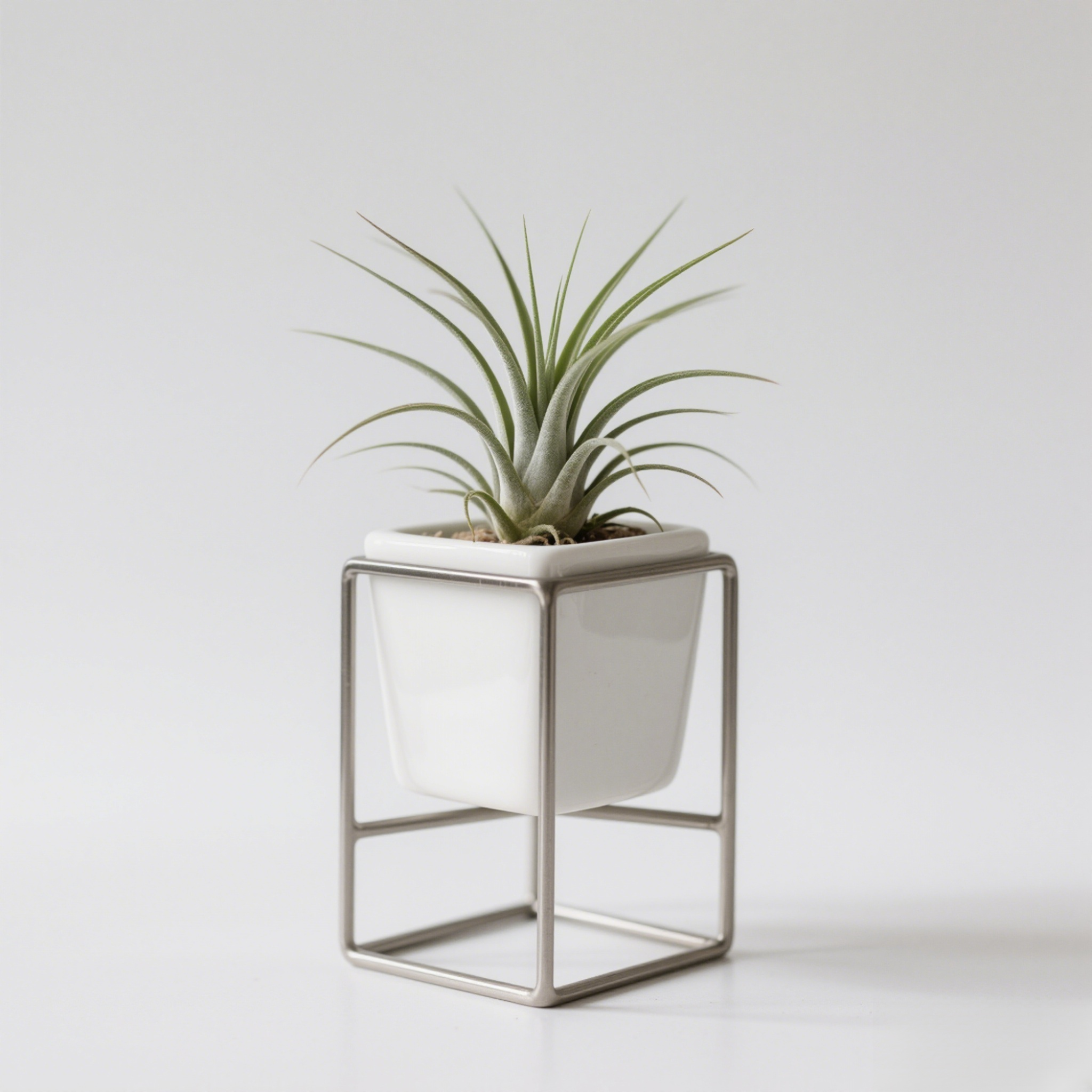 空氣草植物盆栽