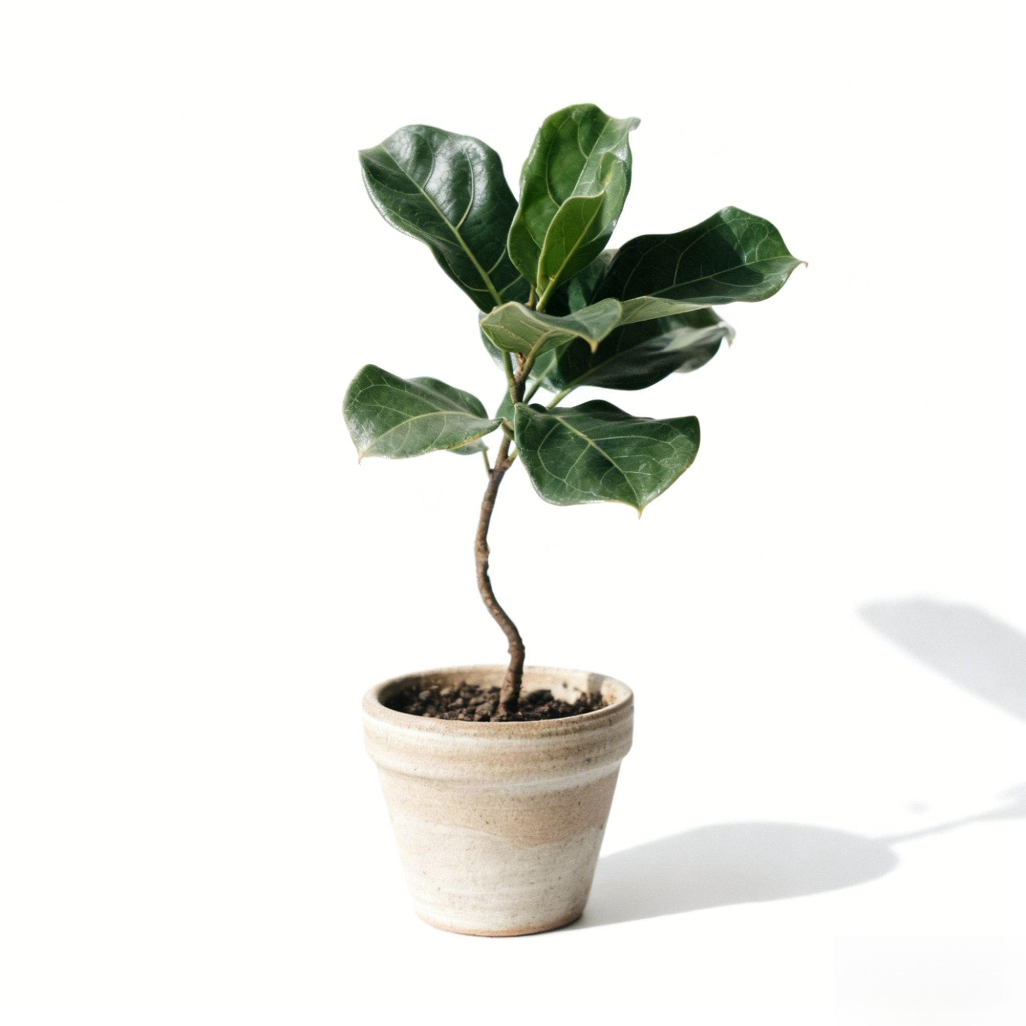 琴葉榕室內盆栽