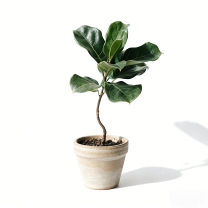 琴葉榕室內盆栽