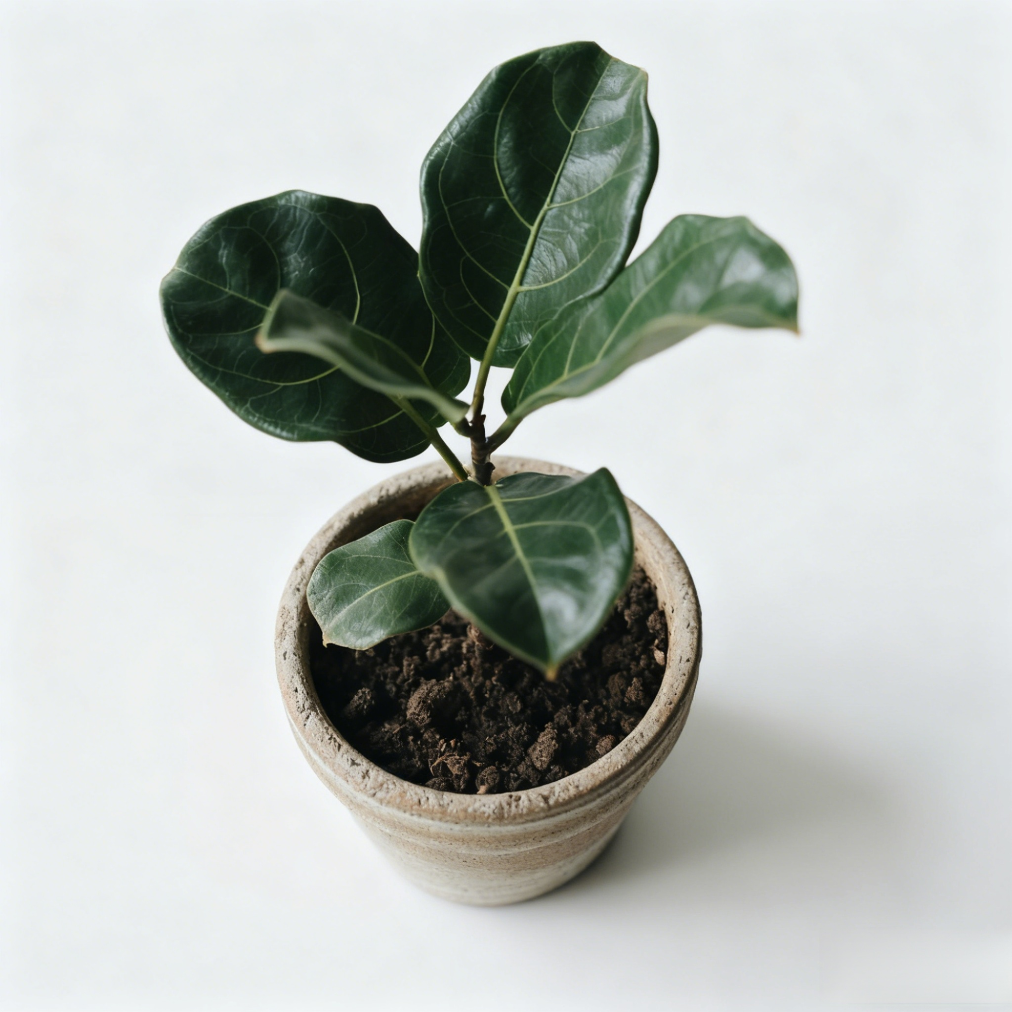 琴葉榕室內盆栽