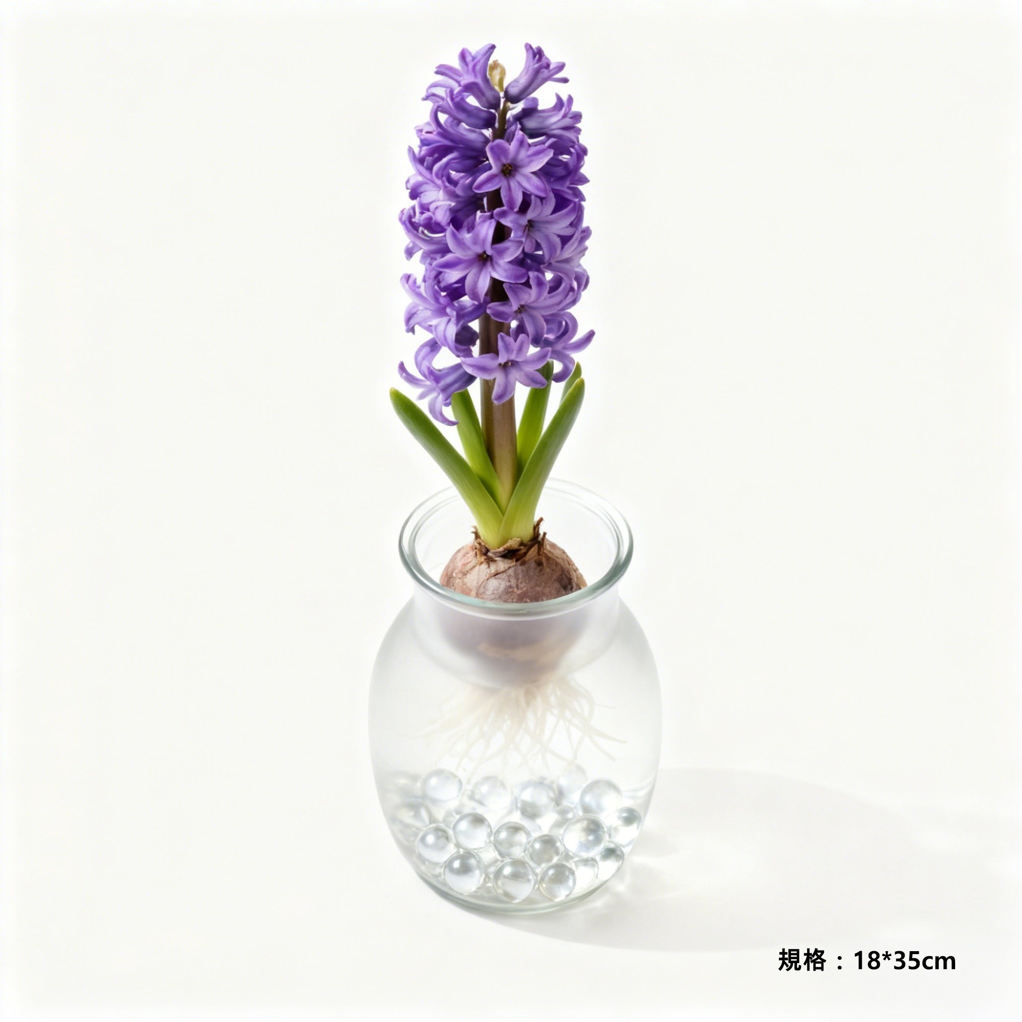 風信子盆栽提升居家空間美感