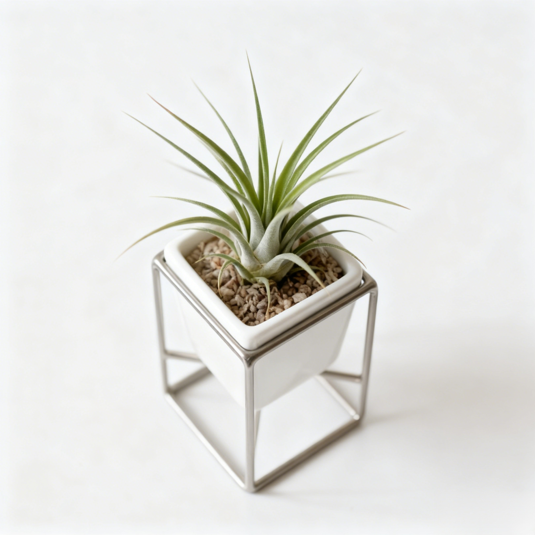 空氣草植物盆栽