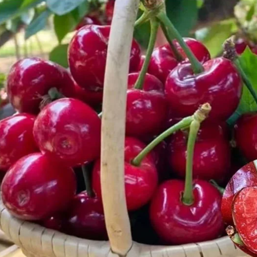 ต้นกล้าเชอร์รี่