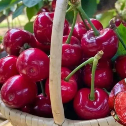 ต้นกล้าเชอร์รี่