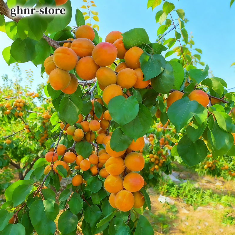 易活杏樹樹苗（五裝）