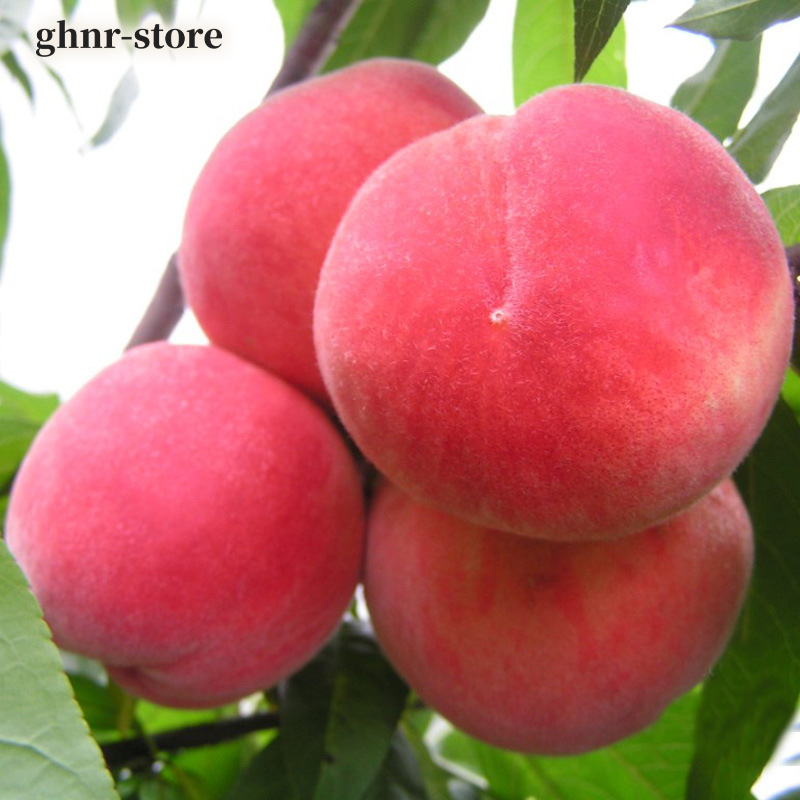 脆甜巨型冬桃苗（五顆）