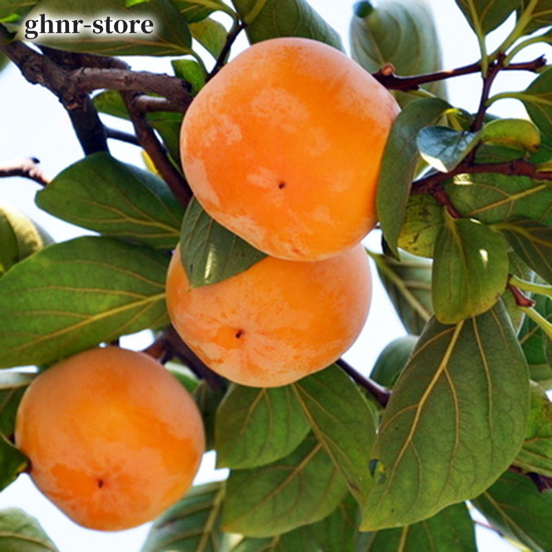 柿子樹苗（五顆裝）