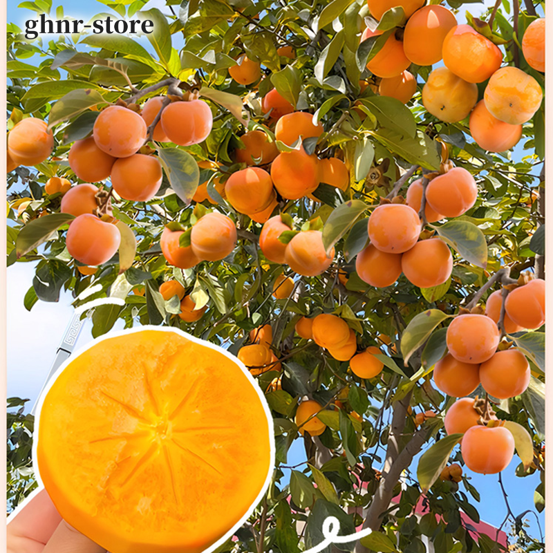 柿子樹苗（五顆裝）