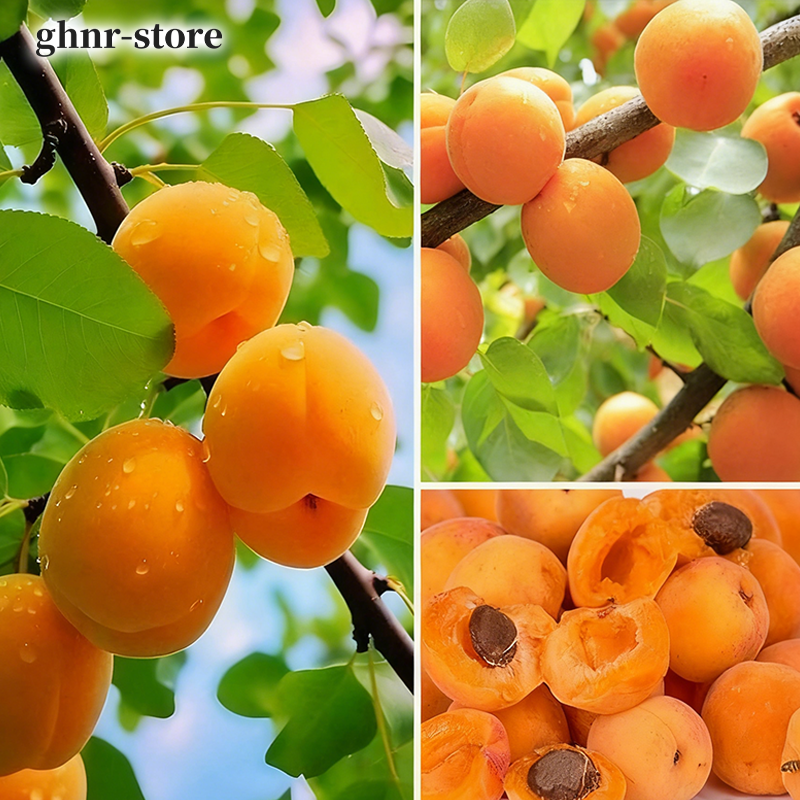 易活杏樹樹苗（五裝）