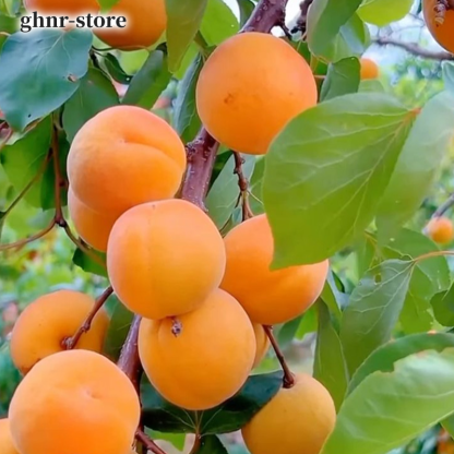 易活杏樹樹苗（五裝）