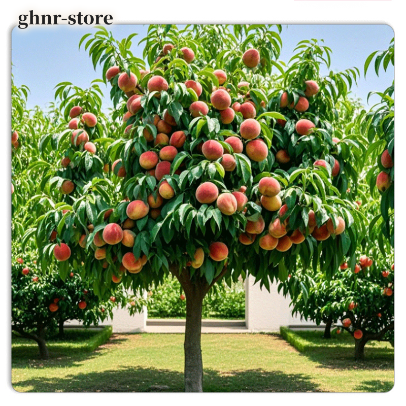 脆甜巨型冬桃苗（五顆）