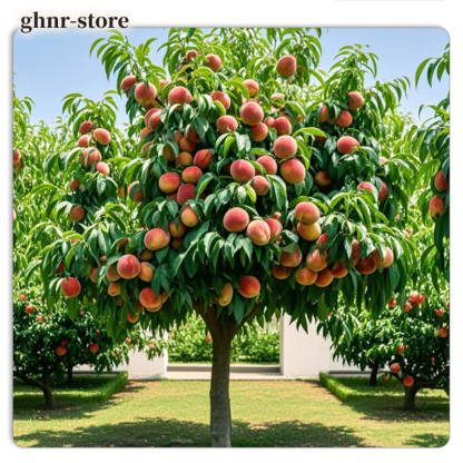 脆甜巨型冬桃苗（五顆）