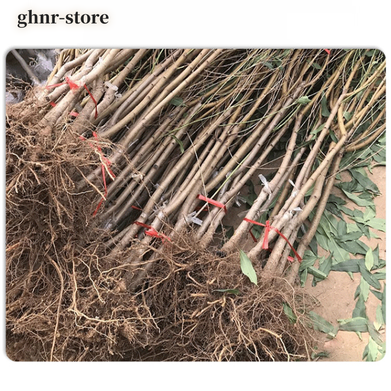 脆甜巨型冬桃苗（五顆）