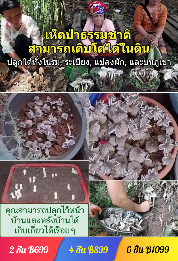 สายพันธุ์เห็ดเทอร์มิโทไมเซสแท้