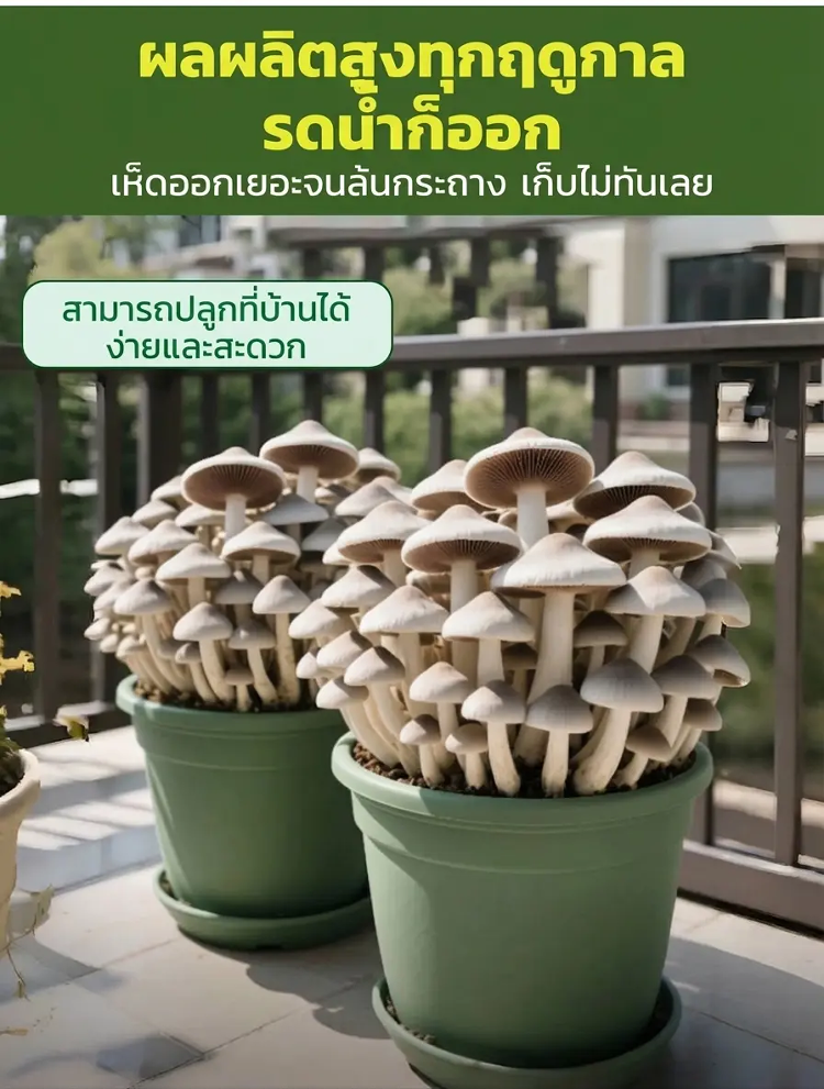 详情图_4.png