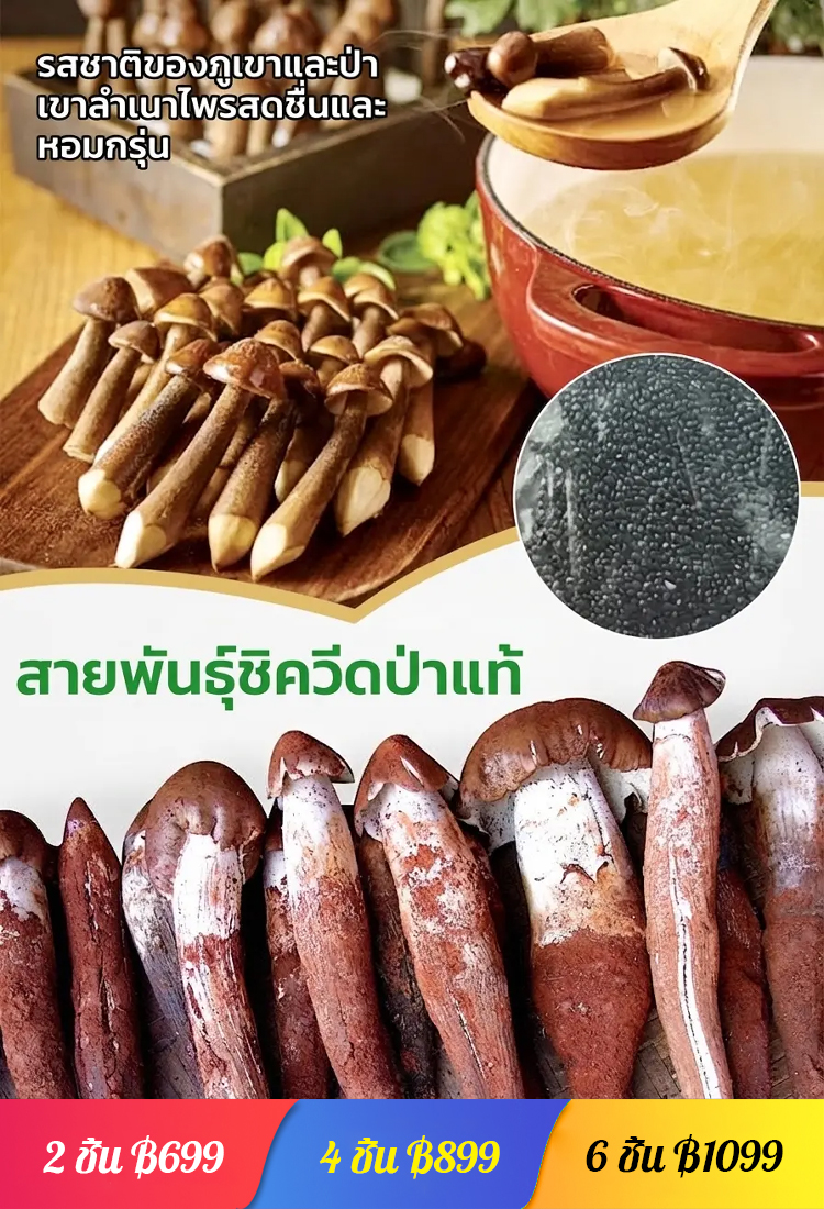 สายพันธุ์เห็ดเทอร์มิโทไมเซสแท้