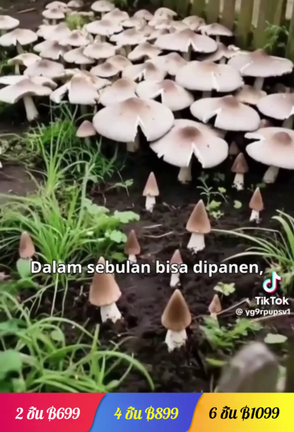 สายพันธุ์เห็ดเทอร์มิโทไมเซสแท้