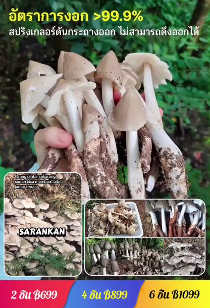 สายพันธุ์เห็ดเทอร์มิโทไมเซสแท้