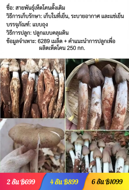 สายพันธุ์เห็ดเทอร์มิโทไมเซสแท้