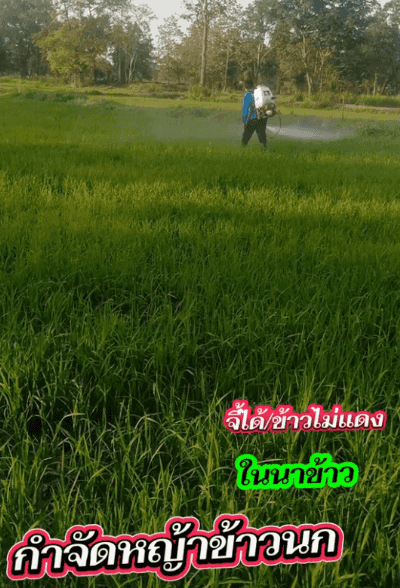 翻译件-HFH-水稻杀虫除草剂-1364353_08.gif