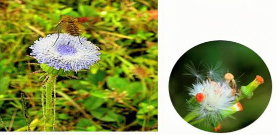 C E Rabenliv flowers