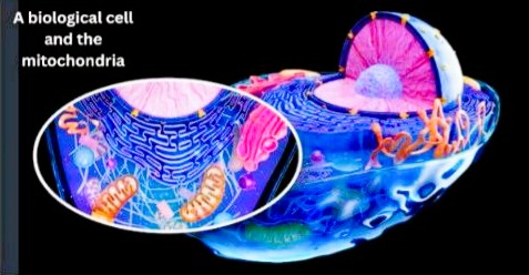 C P E mito cross section