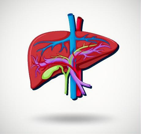 E liver model