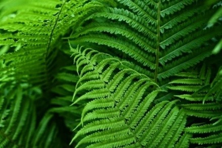 ferns